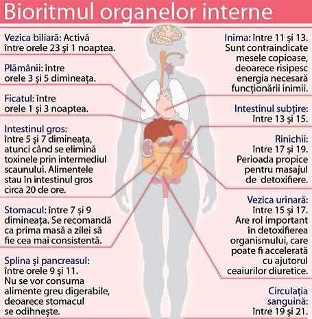 биоритм органов